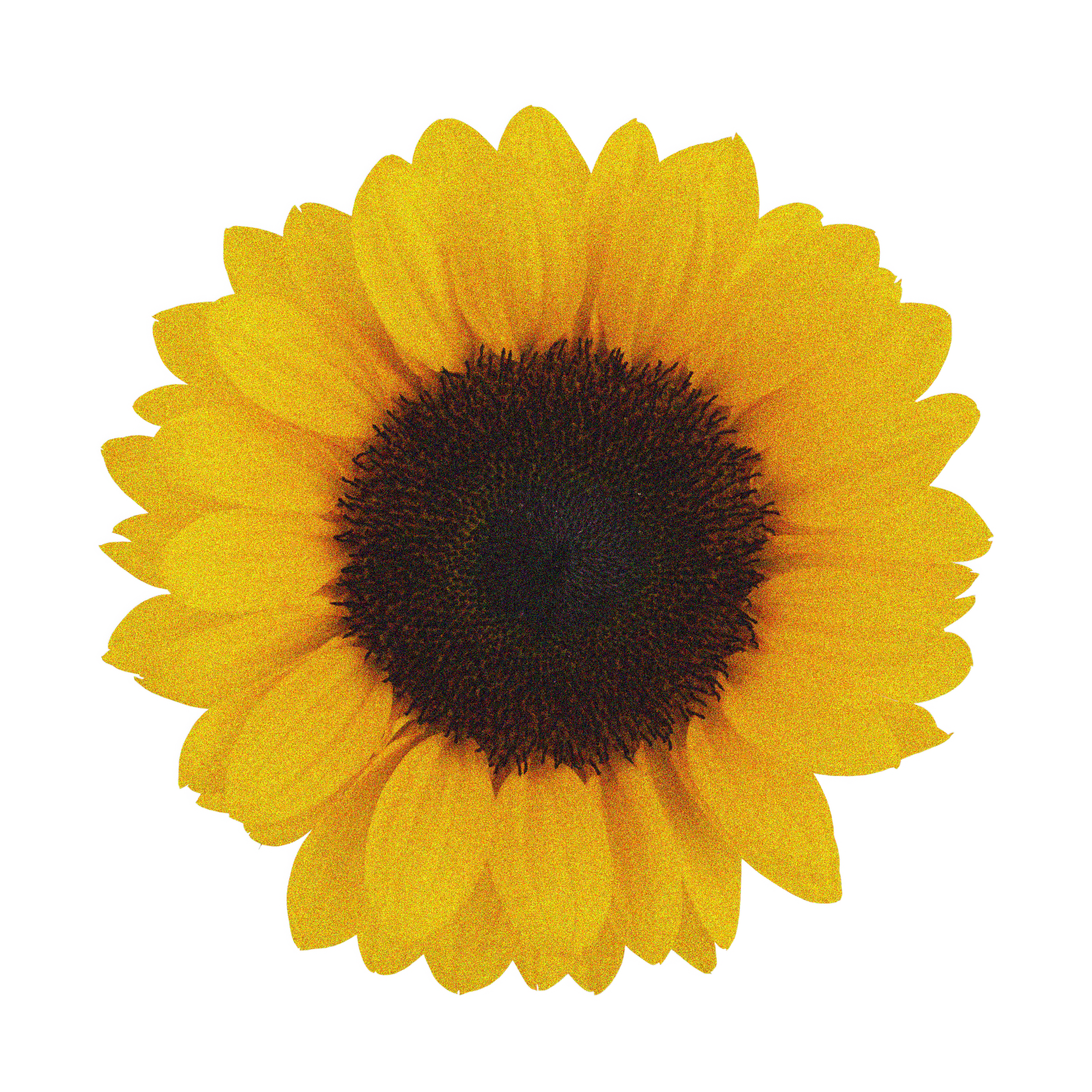 Sunflower Layer 1